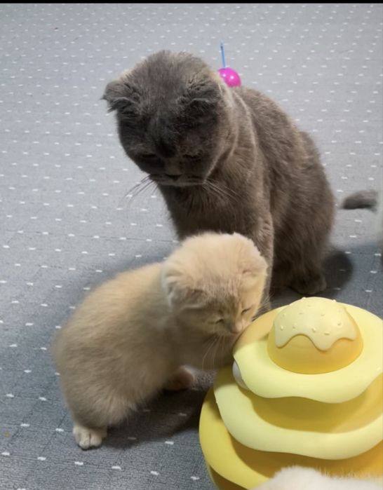 Scottish Fold gold золотистый