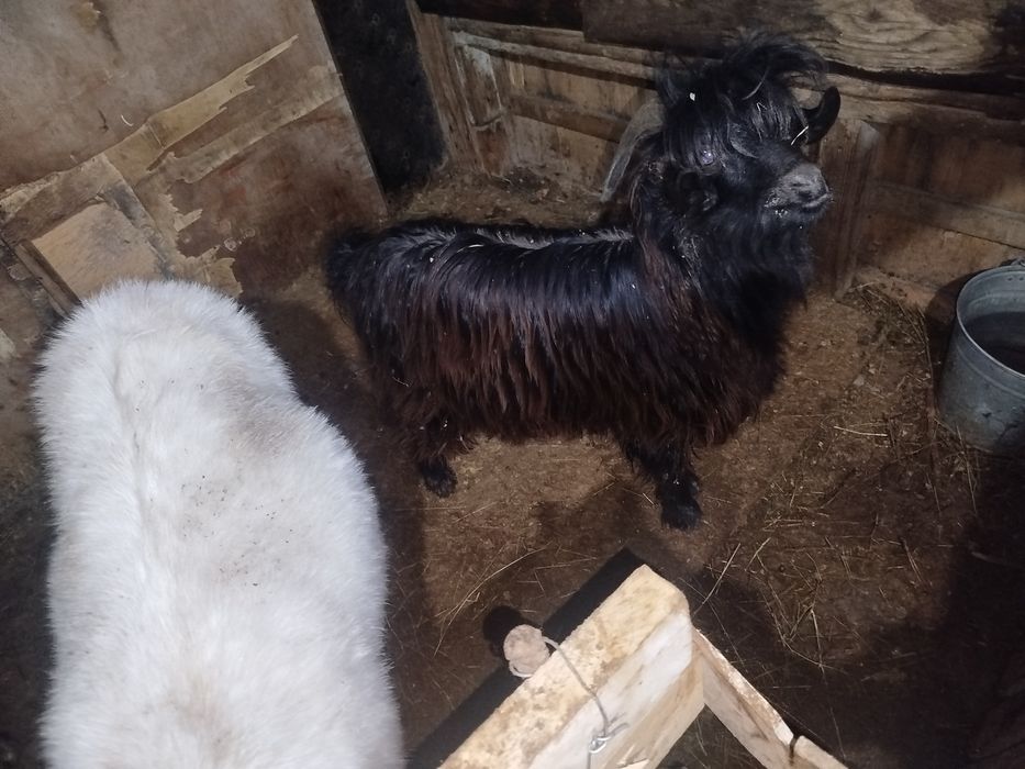 Теке сатылады дені сау