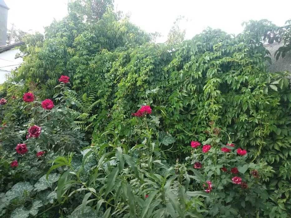 Продается участок. Свой. Олтинтепа. 6 сот. За сот. 35000. Супер цена!