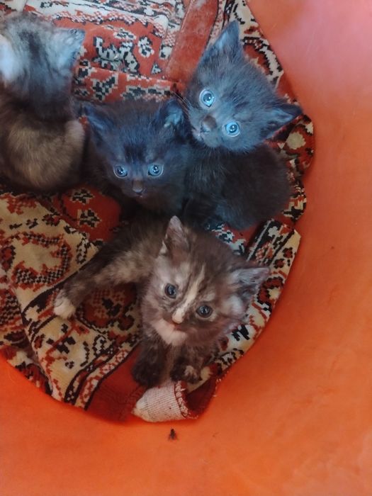 Отдам котяток в любящие руки