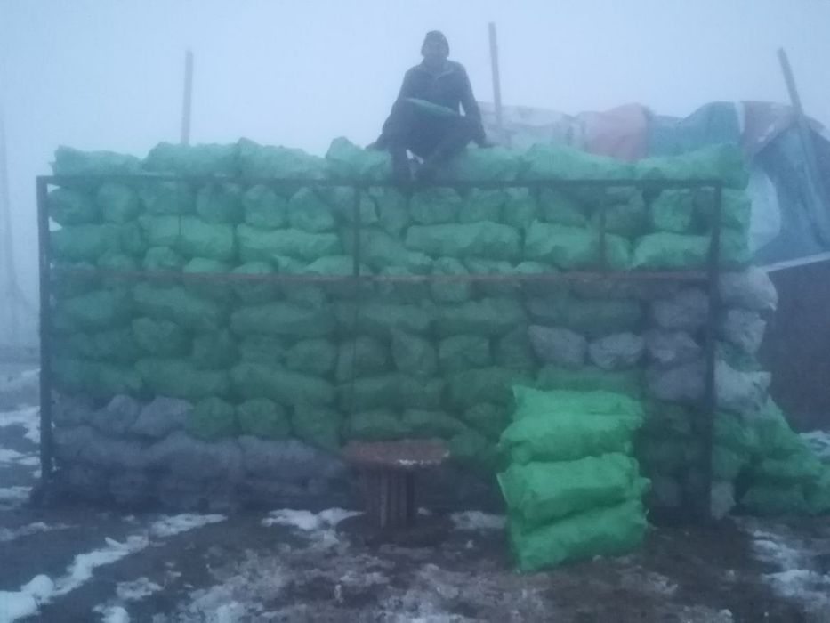 Mevali daraxtni o'tini bor cheklamagan miqtorda bor  kelishilgan xolda