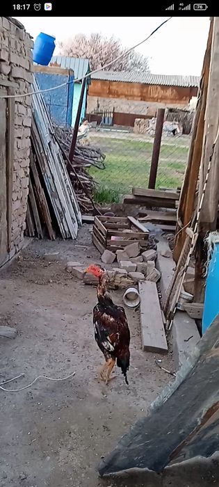 Продам петушка дакан