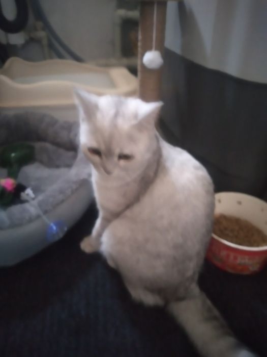 Кошка шотландский