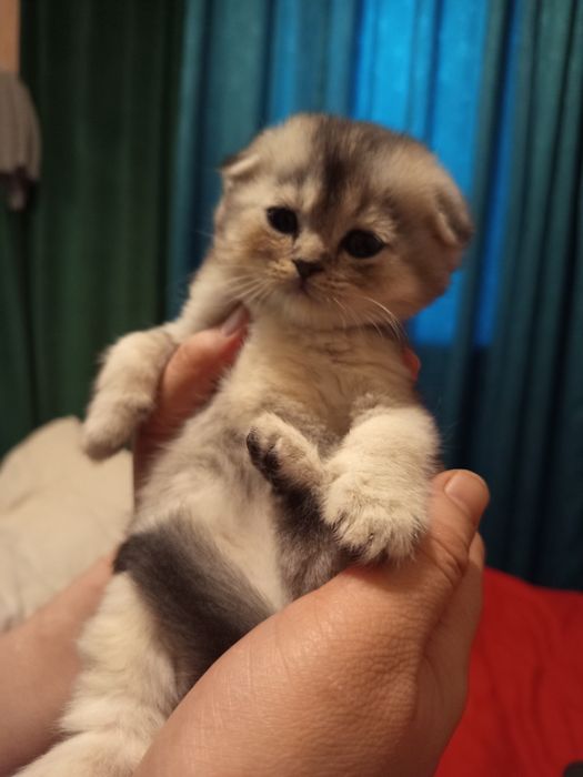 Продаётся котёнок скотиш фолд серебристый шиншилла