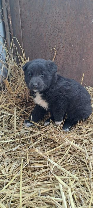 Отдам в добрые руки