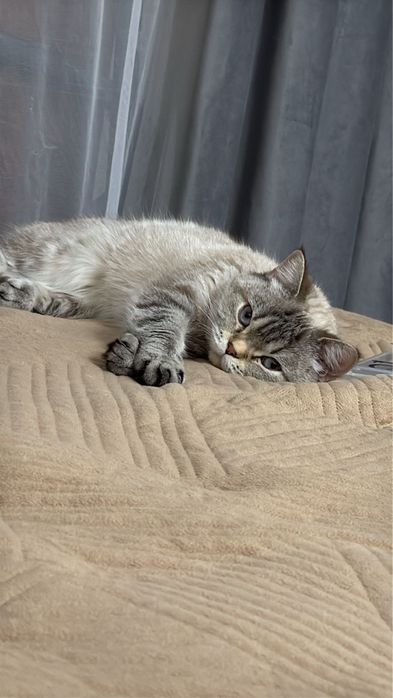 Отдам породистую кошечку