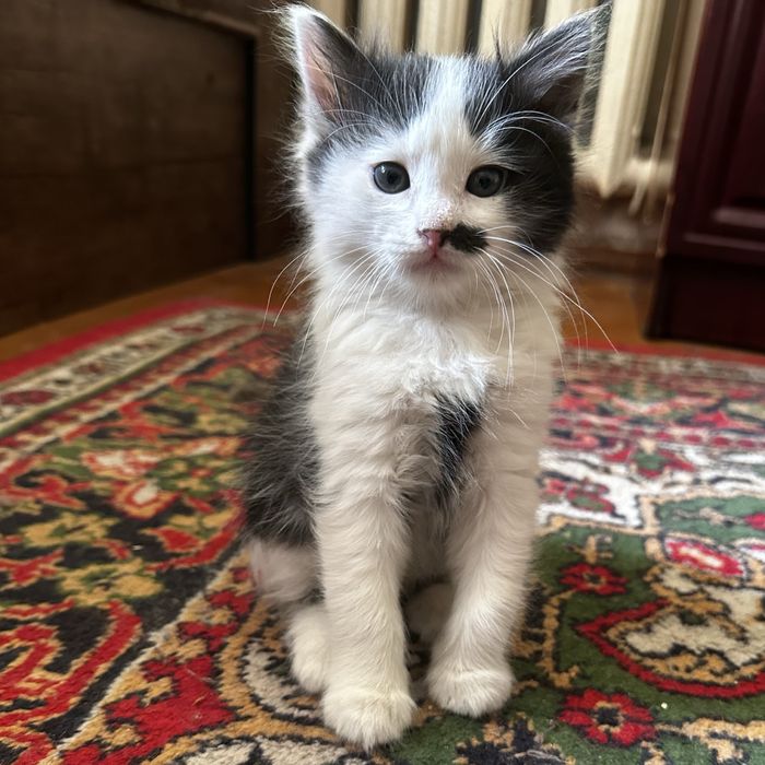 Домашние котята.