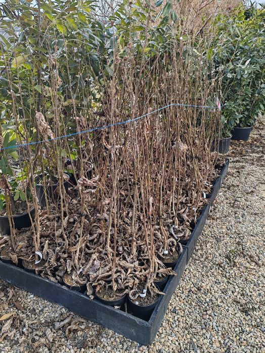 Magnolia la ghiveci nu