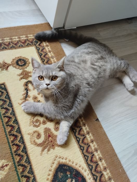 Продам котят чистые британцы