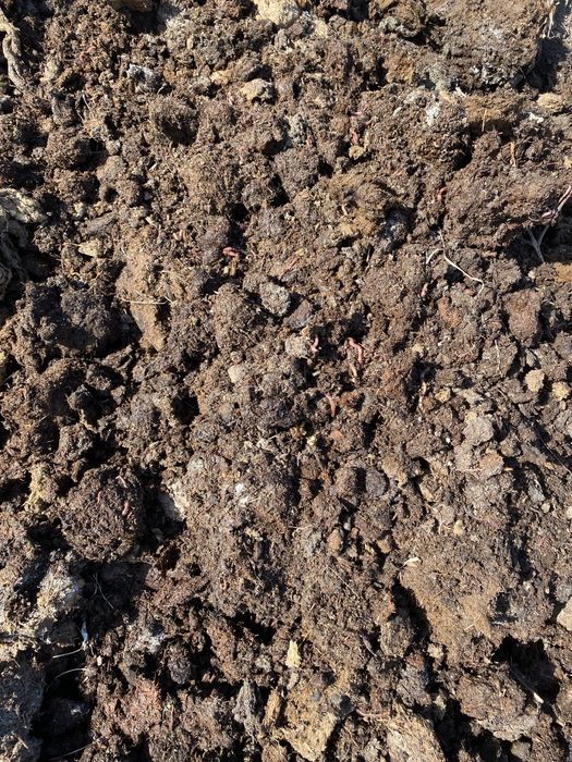 Калифорниялык шылаушын