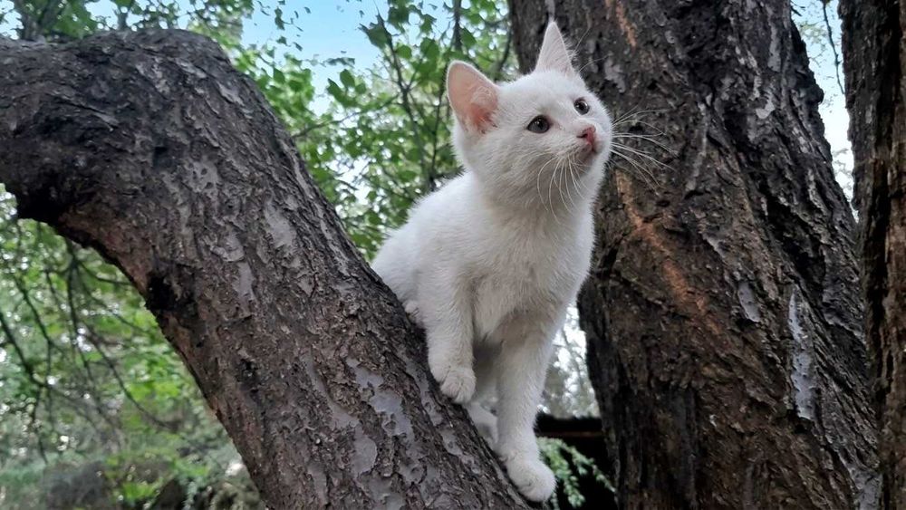 Продаются котята, 3 мальчика и 1 девочка