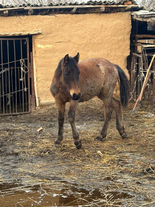 Тай байтал Тай байтал