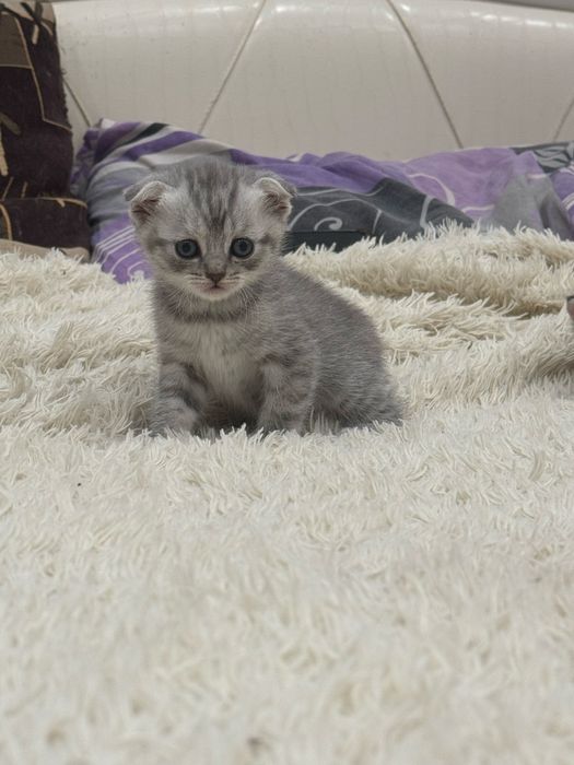 Котята шотландские