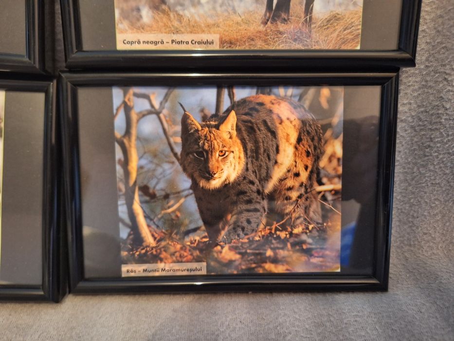 Set 6 tablouri animale 15/10 cm