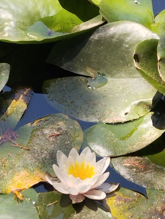 Продам водяные лилии