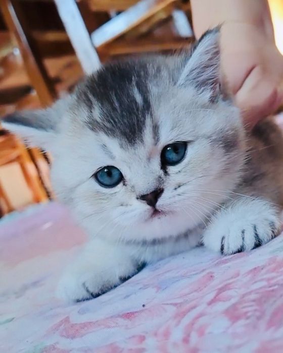 Британ серибристий чорний тикировиний шиншилла