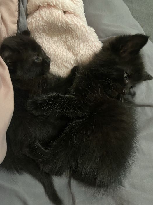 котятки ищут дом
