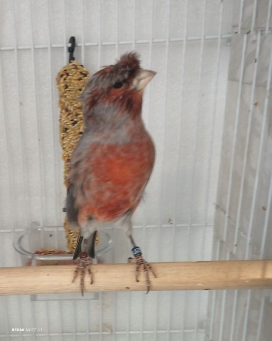 Канарейки самцы. Пающий.продается.