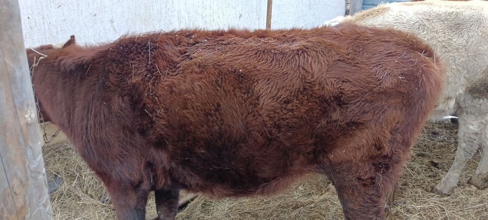 Продам тёлок с первым отелом