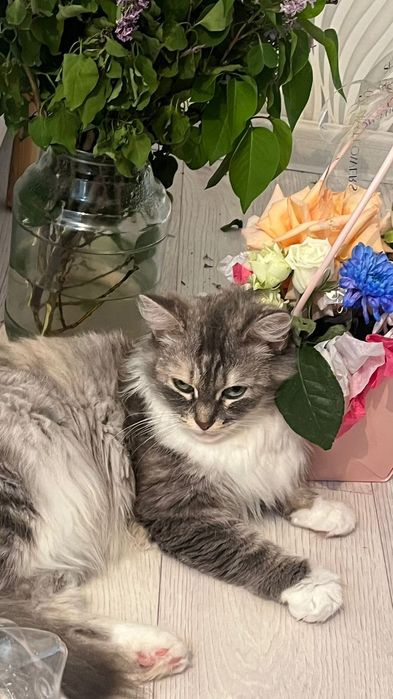 Отдаём хорошие руки кошку