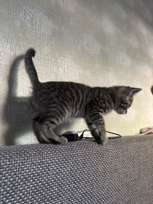 Маленький котенок