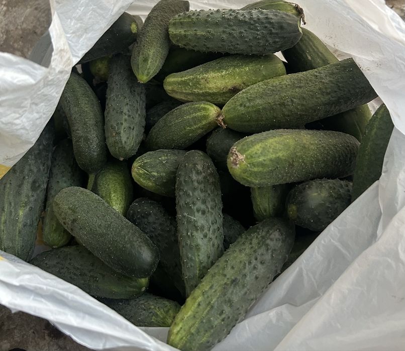 Продам дачные огурцы