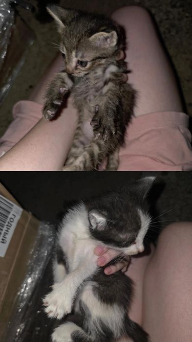 Котята ищут дом!!