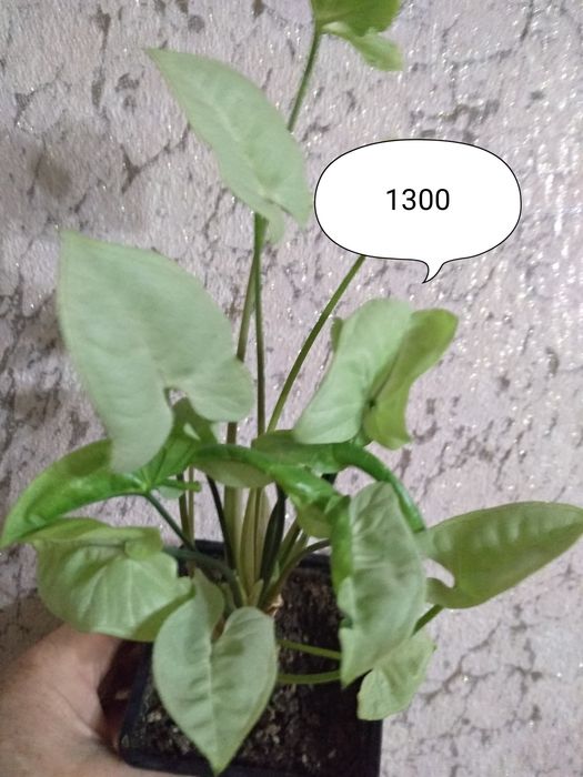 Продам Сингониумы