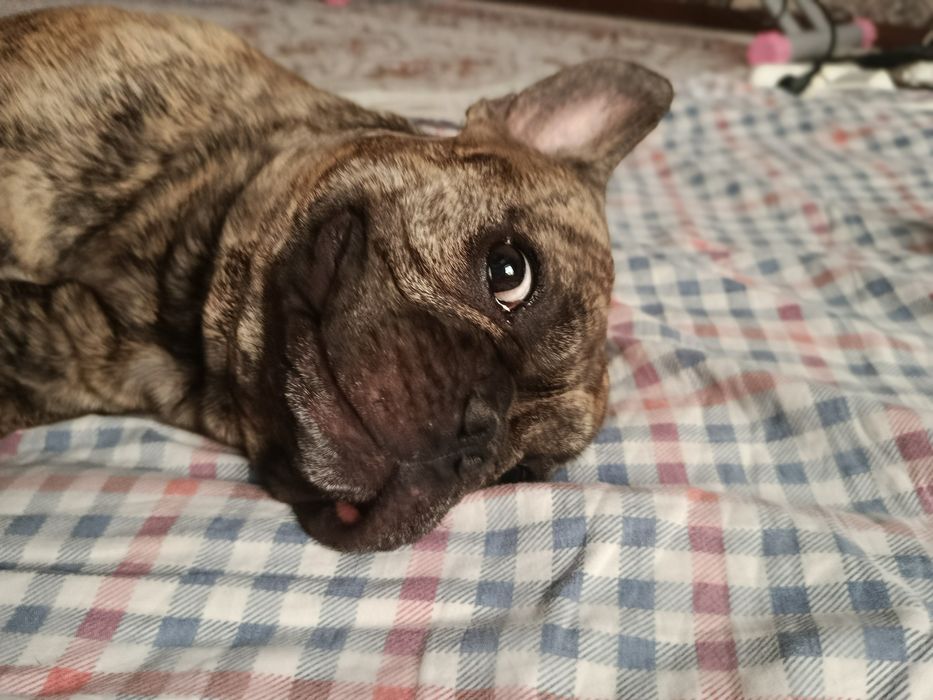 Вязка французский бульдог