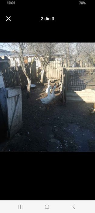 Gascani de vanzare