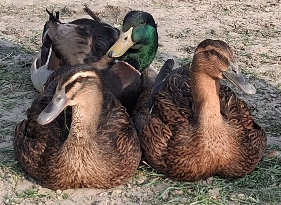 Vând famile  rațe rouen