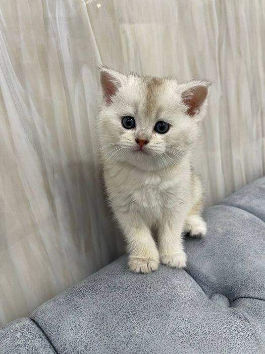 Yigit qizni chiroyli sikadi (foto)