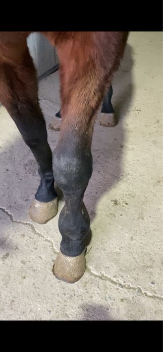 Чистокровый жеребец производитель