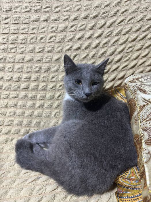 Кошка русская голубая