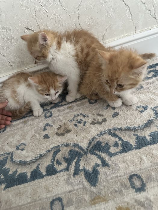 отдам котят в хорошие, добрые руки