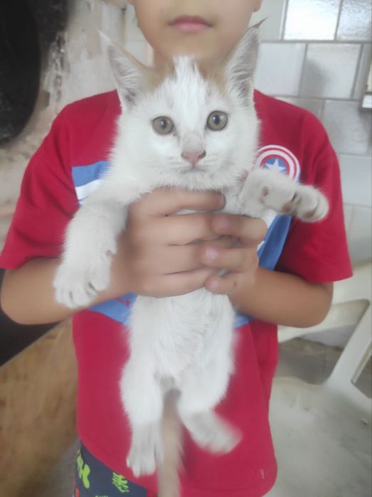 Котята кошки mushikchalar mushik mushikvoy