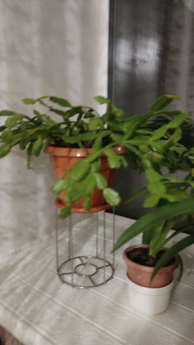 Продам комнатные цветы