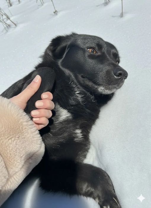 Ищу дом (стерилизована)