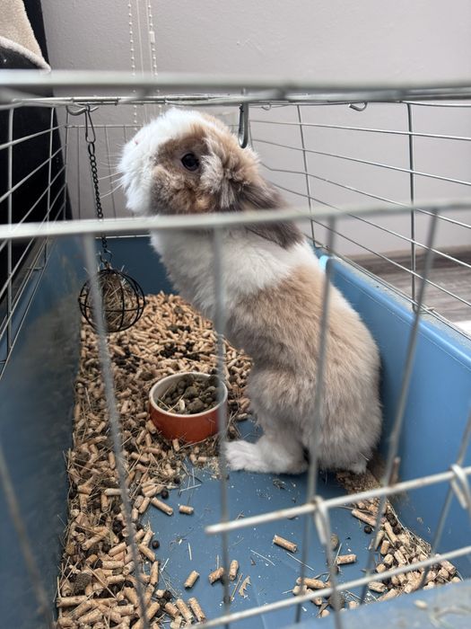 Мъжко декоративно зайче