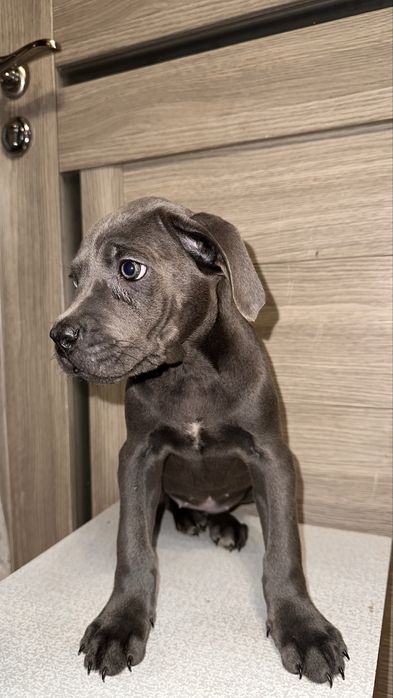 Щенок кане корсо