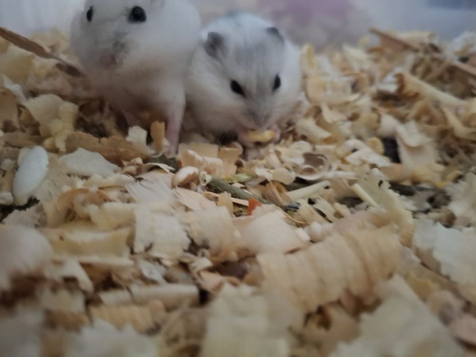 Джунгарски хамстери