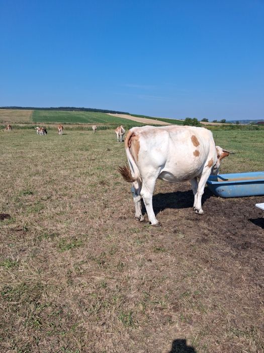 Vănd 11 vaci și un taur