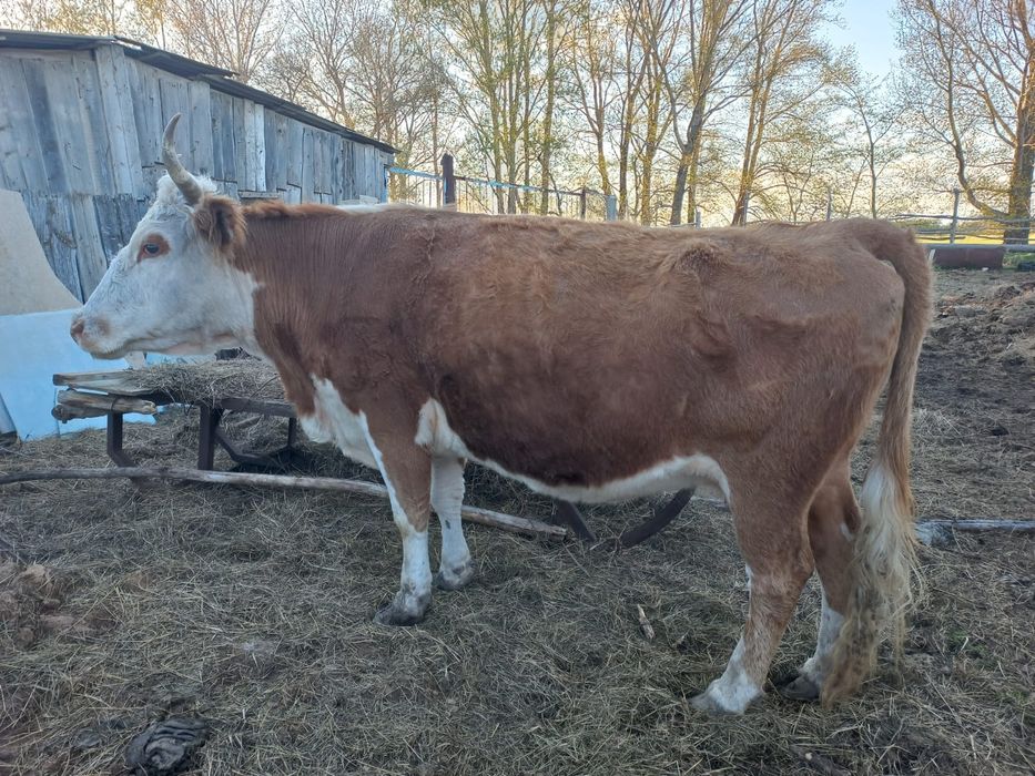Продам корову на мясо
