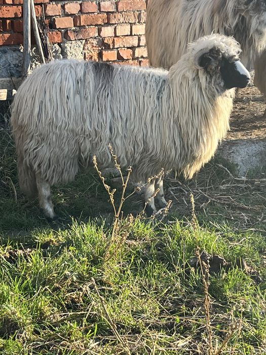 Vând mieluță brează