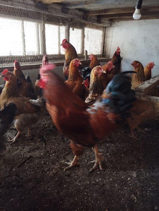 Инкубацыонное яйцо