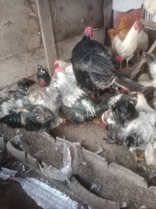 Продам петух продам