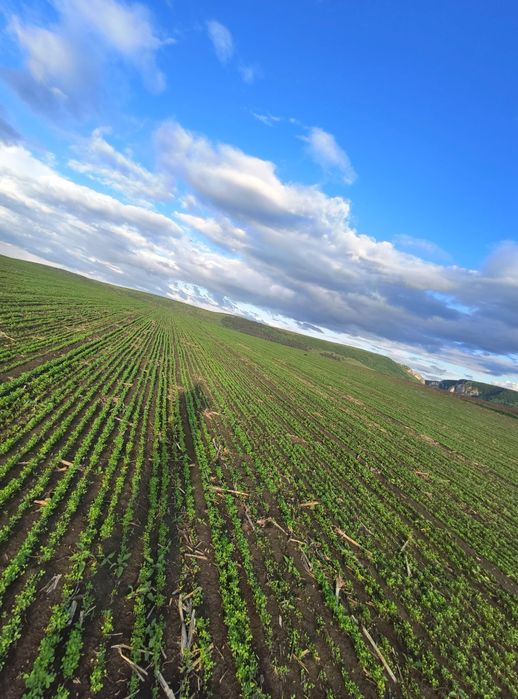 Samanta Lucerna Selectată si Descuscutata recolta 2025,cu acte pt Apia