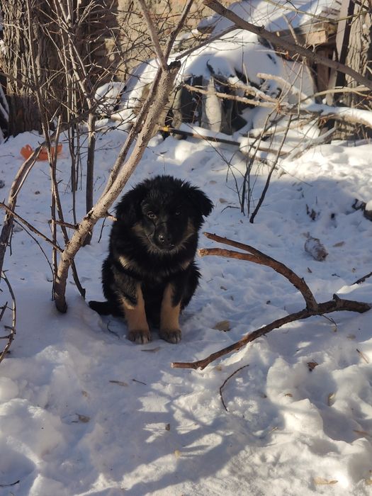 Отдадим щенков смешанной породы
