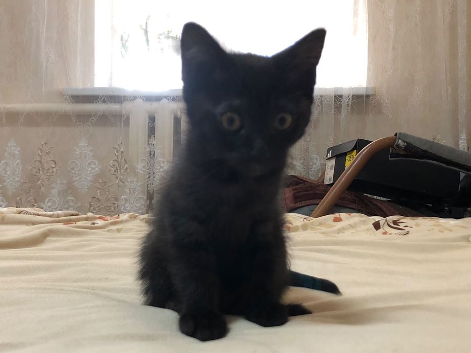 Отдам котёнка бесплатно