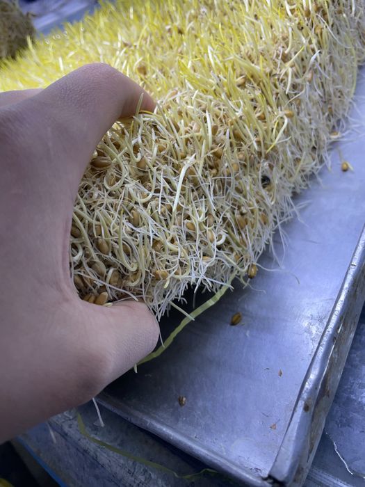 Бугдой сумалак учун